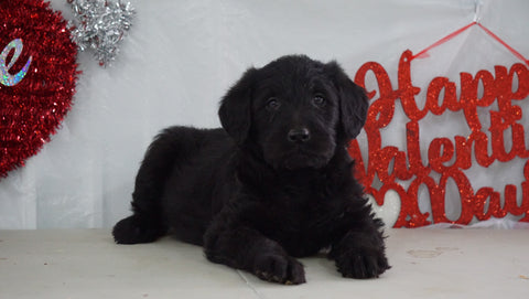 Labradoodle Puppy For Sale Millersburg, OH Female- Mindy