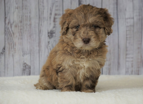 Mini Newfiepoo For Sale Holmesville, OH Female - Macey