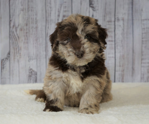 Mini Newfiepoo For Sale Holmesville, OH Female - Mindy