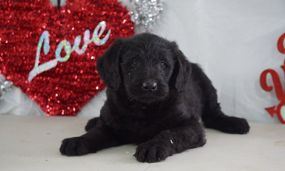 Labradoodle For Sale Millersburg, OH Male- Nate