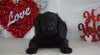 Labradoodle For Sale Millersburg, OH Male- Nate