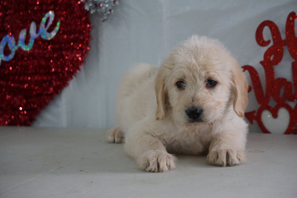 Labradoodle For Sale Millersburg, OH Female- Teddy