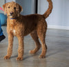 F1B Labradoodle For Sale Millersburg, OH Male- Thunder