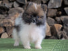 ACA Registered Pomeranian For Sale Millersburg, OH Male - Captain