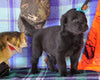 Labrador/Golden Retriever For Sale Sugarcreek, OH Male - Mo