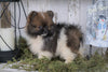 ACA Registered Pomeranian For Sale Millersburg, OH Male - Captain