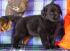 Labrador/Golden Retriever For Sale Sugarcreek, OH Male - Captain
