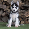 CKC Registered Siberian Husky For Sale Millersburg, OH Female - Holly