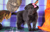 Labrador/Golden Retriever For Sale Sugarcreek, OH Female - Bailey