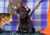 Labrador/Golden Retriever For Sale Sugarcreek, OH Female - Bailey