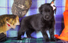 Labrador/Golden Retriever For Sale Sugarcreek, OH Female - Patsy