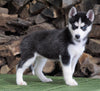 CKC Registered Siberian Husky For Sale Millersburg, OH Female - Faith