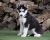CKC Registered Siberian Husky For Sale Millersburg, OH Female - Faith