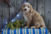 Mini F1B Labradoodle For Sale Millersburg, OH Male- Danny