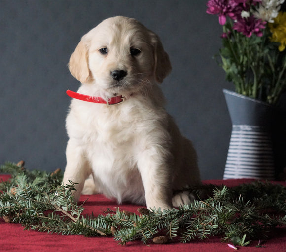 AKC Registered Golden Retrievers For Sale Shreve, OH Female - Dixie