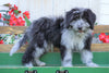 Mini Aussiedoodle For Sale Millersburg, OH Male- Brody