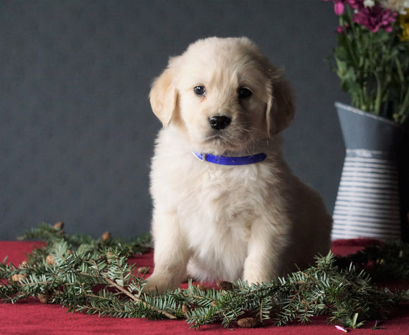 AKC Registered Golden Retrievers For Sale Shreve, OH Male - Tommy