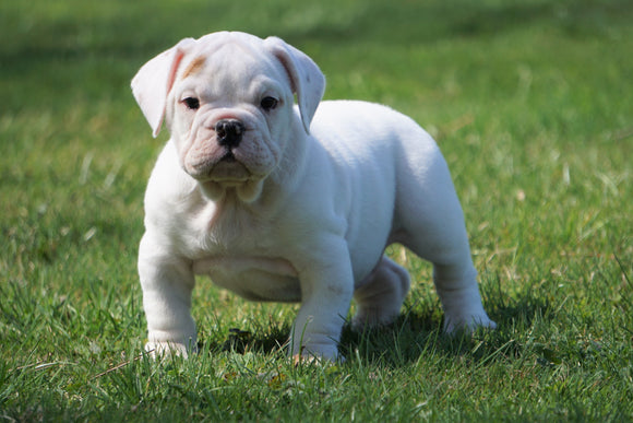 Beabull Puppy For Sale Millersburg, OH Male - Buster