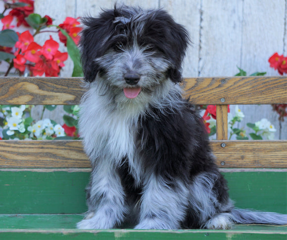 Mini Aussiedoodle For Sale Millersburg, OH Male- Brody
