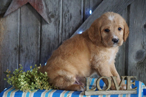 Mini F1B Labradoodle For Sale Millersburg, OH Male- Davy