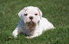Beabull Puppy For Sale Millersburg, OH Male - Buster