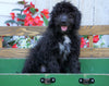 Mini Aussiedoodle For Sale Millersburg, OH Male- Ian