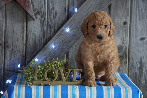 Mini F1B Labradoodle For Sale Millersburg, OH Male- Domino