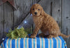 Mini F1B Labradoodle For Sale Millersburg, OH Male- Domino