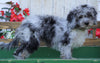 Mini Aussiedoodle For Sale Millersburg, OH Male- Elvis