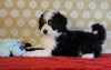 ICA Registered Mini Bernedoodle For Sale Fredericksburg, OH Male- Fluffy