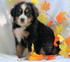 AKC Registered Bernese Mountain Dog For Sale Millersburg, OH Male- Cody