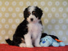 ICA Registered Mini Bernedoodle For Sale Fredericksburg, OH Male- Fluffy