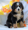 AKC Registered Bernese Mountain Dog For Sale Millersburg, OH Male- Cody