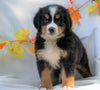 AKC Registered Bernese Mountain Dog For Sale Millersburg, OH Male - Chase