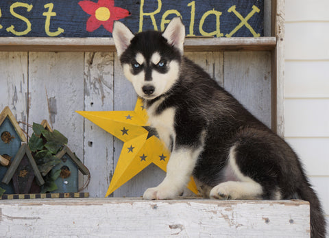 AKC Registered Siberian Husky For Sale Millersburg, OH Male- Sammy