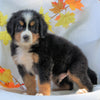 AKC Registered Bernese Mountain Dog For Sale Millersburg, OH Male - Chase