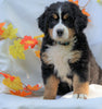 AKC Registered Bernese Mountain Dog For Sale Millersburg, OH Female - Callie