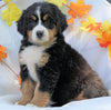 AKC Registered Bernese Mountain Dog For Sale Millersburg, OH Female - Callie
