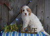 Mini F1B Labradoodle For Sale Millersburg, OH Male- Dandy