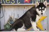 AKC Registered Siberian Husky For Sale Millersburg, OH Male- Sammy
