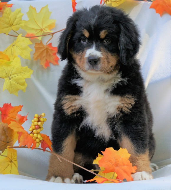 AKC Registered Bernese Mountain Dog For Sale Millersburg, OH Female - Chloe