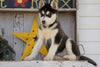 AKC Registered Siberian Husky For Sale Millersburg, OH Female - Holly