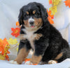AKC Registered Bernese Mountain Dog For Sale Millersburg, OH Female - Chloe