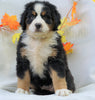 AKC Registered Bernese Mountain Dog For Sale Millersburg, OH Female - Carly