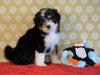 ICA Registered Mini Bernedoodle For Sale Fredericksburg, OH Male- Frankie