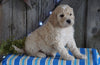 Mini F1B Labradoodle For Sale Millersburg, OH Male- Duey