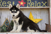 AKC Registered Siberian Husky For Sale Millersburg, OH Male - Jake