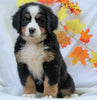 AKC Registered Bernese Mountain Dog For Sale Millersburg, OH Female - Cammi