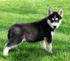 AKC Registered Siberian Husky For Sale Millersburg, OH Male - Jake