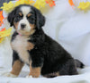 AKC Registered Bernese Mountain Dog For Sale Millersburg, OH Female - Cammi